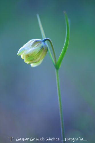 Fritillaria lusitanica