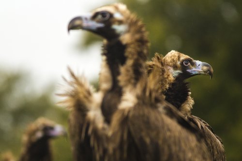 El regreso del buitre negro