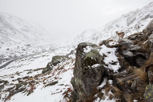 En busca de alimento