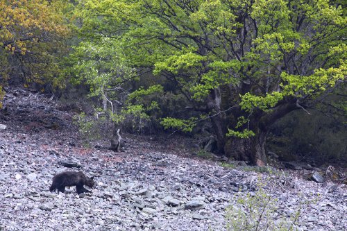 Sensacion primigenia