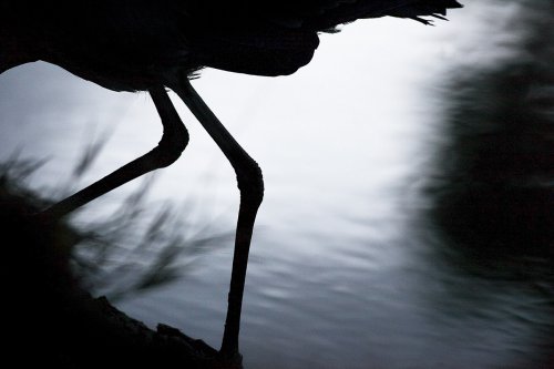 Extracción crepuscular