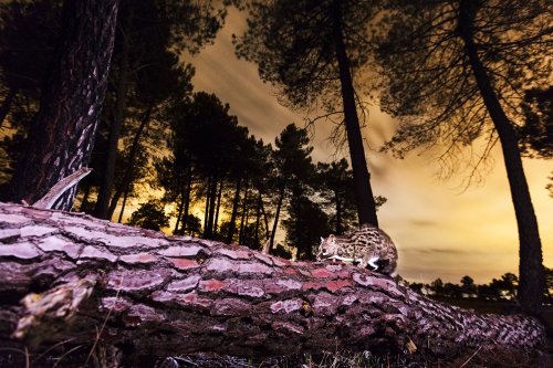 Fantasma de la oscuridad