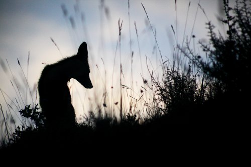 Ver las orejas al zorro