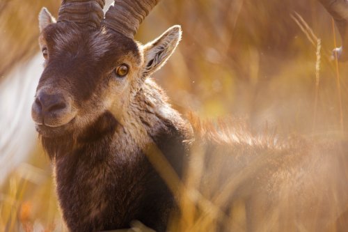 Retrato de cabra montesa