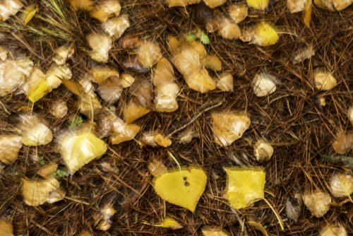 Fantasias de invierno