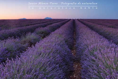 Amanecer en la Provenza