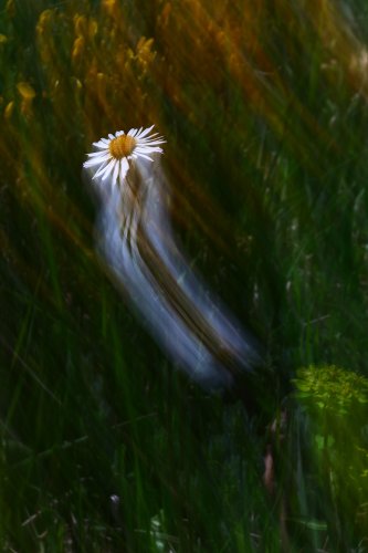 El alma de las flores