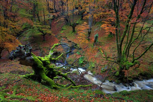 Cementerio de elefantes