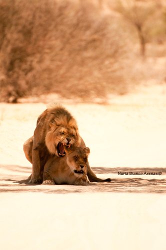 Pasión en Kalahari
