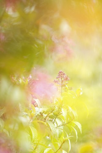 Cuando el bosque huele a lluvia tropical