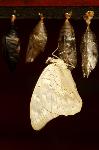 Nace la dama blanca (Archaeoprepona demophon)