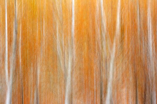 Trompe-l’oeil de bosque sobre lienzo