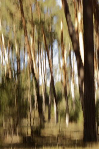 Soñando con un bosque