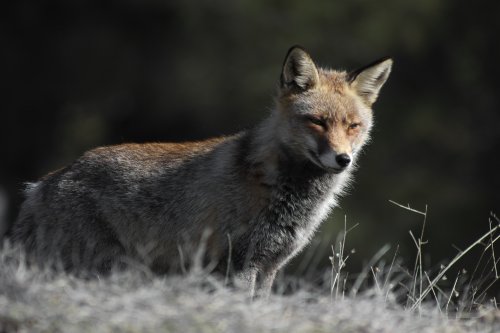 Viejo raposo confiado