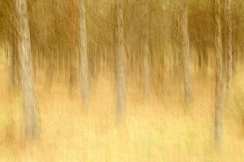 Recuerdo el aroma de un pinar...