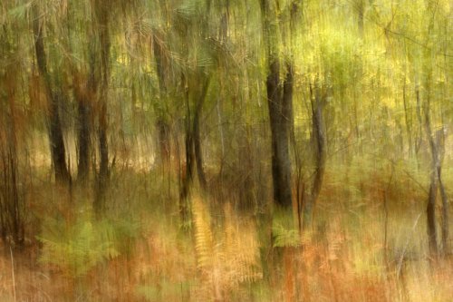 Visiones de un otoño incipiente