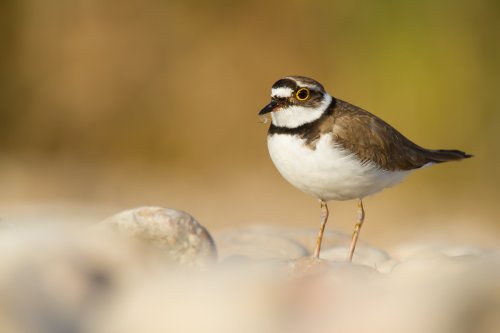 Plumas hasta en el pico