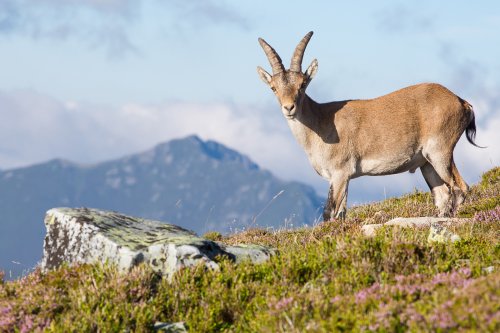 Cabra en la montaña