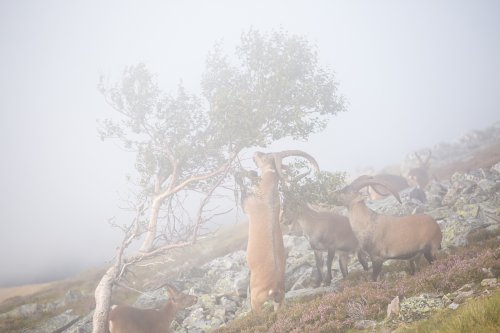 Cabras en la niebla