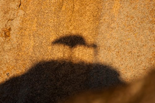 Cigüeña extremeña