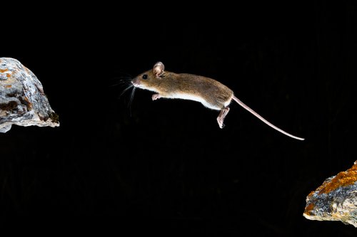 Ratón volador