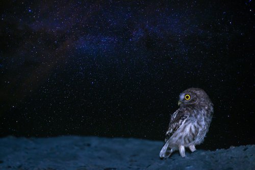 Mochuelo en la noche
