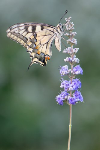 Papilio machaon
