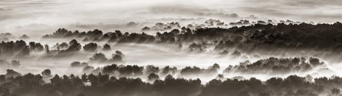 Nadando entre neblinas