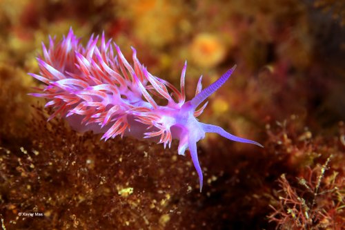 Nudibranquio