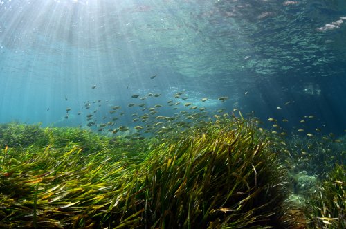 Pradera de Posidonia