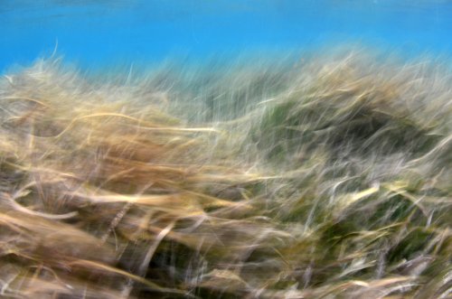 Posidonia