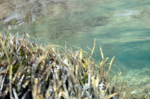 Posidonia oceanica