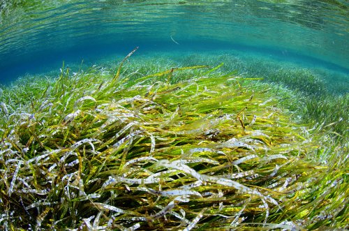 Posidonia oceanica