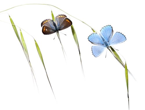 mariposas al amanecer