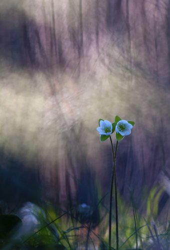 pinceladas de primavera