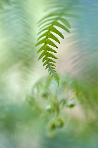 el juego de las formas