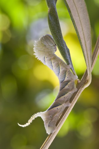 Esfinge de la calavera