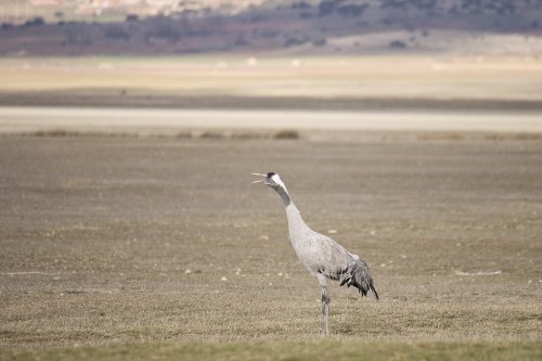 Grulla cantando
