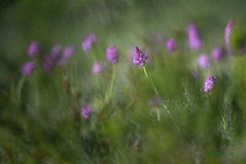 Bellas damas al atardecer  (Anacamptis pyramidalis)