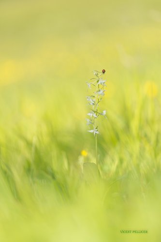 Platanthera clorantha con dama de compañía