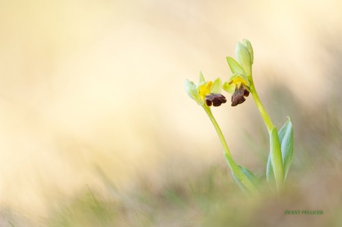 Solas en la inmensidad del bosque