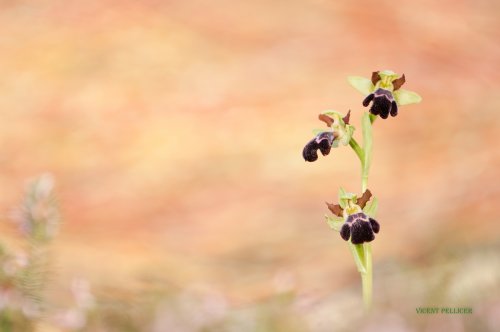 La seductora Ophrys dyris