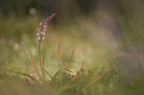 Dulce y perfumada Gymnadenia conopsea