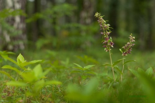 En el corazón del bosque