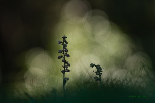 Atrapadas por la luz