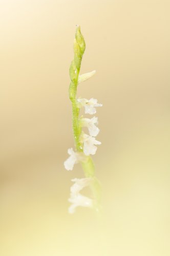 Entre aguas de algodón