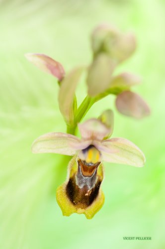 Sirena de océanos verdes
