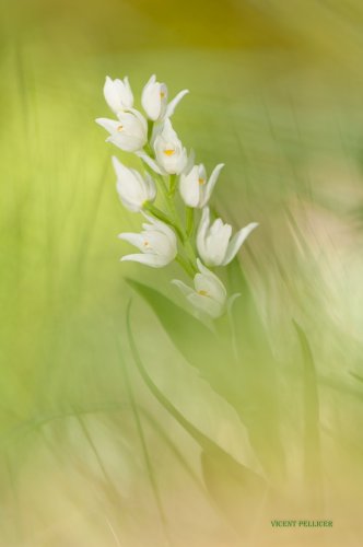 Pureza del alma del bosque