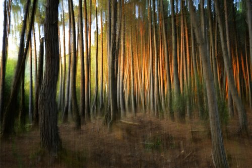 Blurred forest