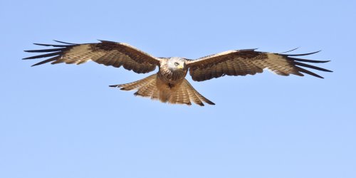 ESPLENDOR EN EL AIRE